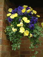  20050122-hanging_basket 0405.JPG 